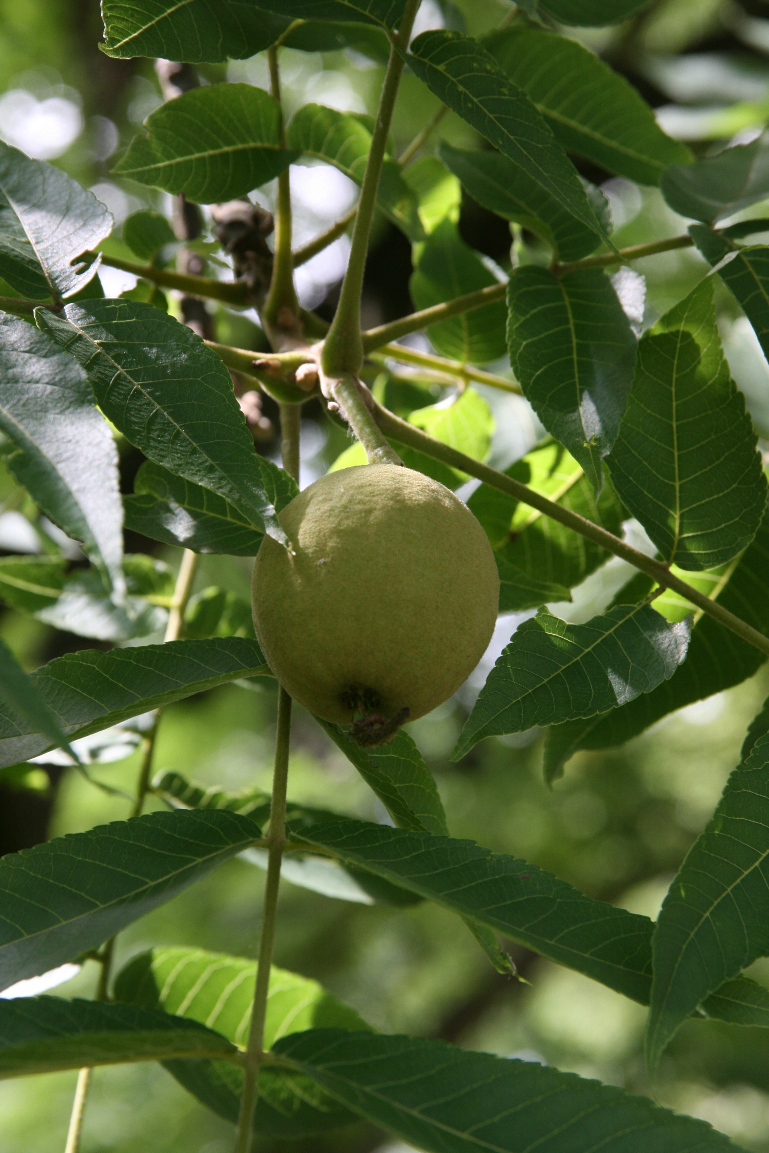 Juglans Nigra L Noyer Noir D Am Rique Climessences